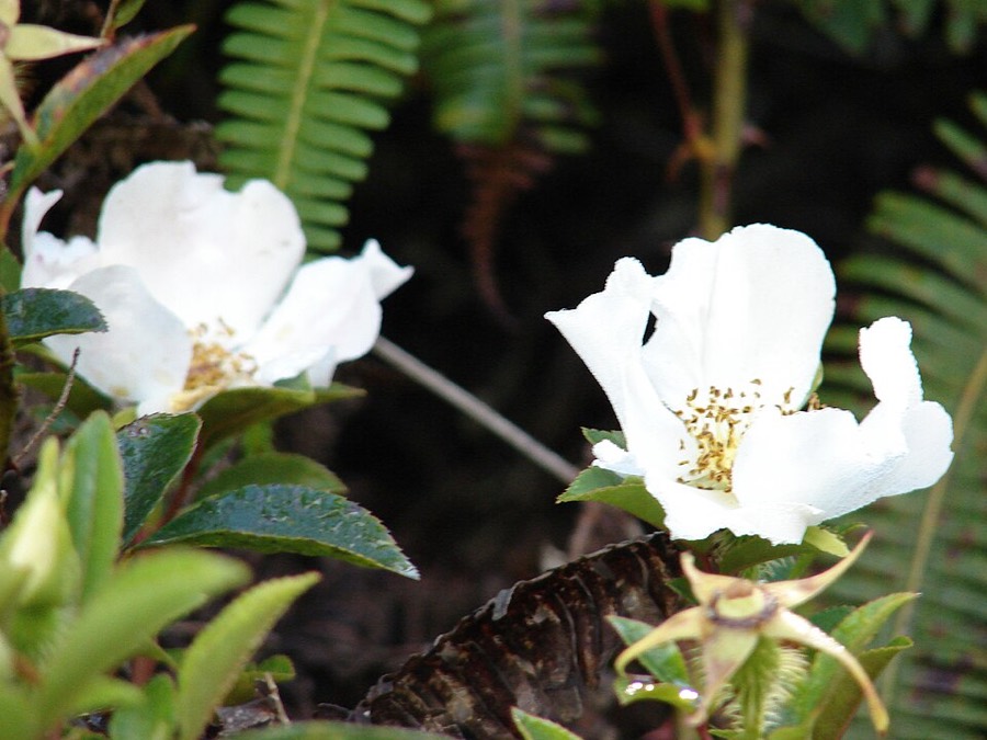 Ảnh minh hoạ Kim Anh (Rosa laevigata) 5