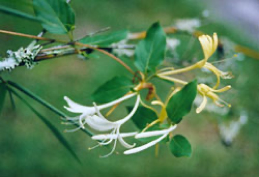 Ảnh minh hoạ Kim Ngân (Lonicera japonica) 2