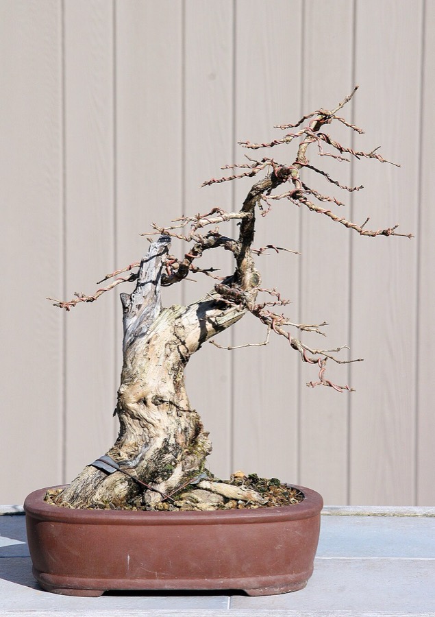 Ảnh minh hoạ Kim Ngân (Lonicera japonica) 3