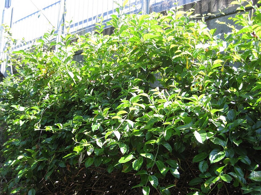 Ảnh minh hoạ Kim Ngân (Lonicera japonica) 4