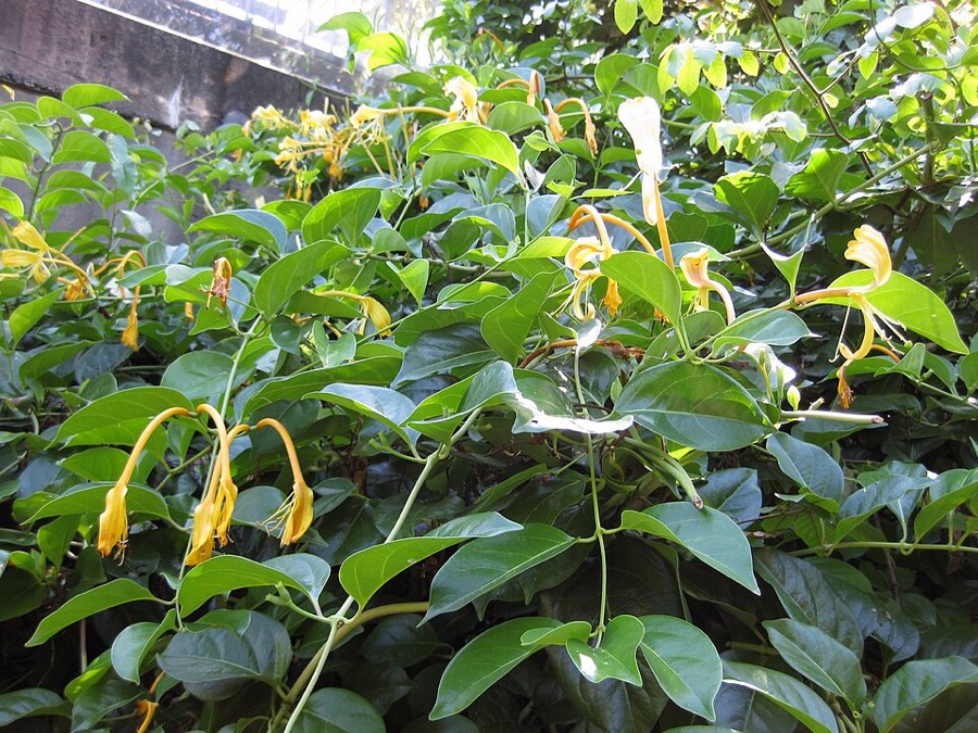 Ảnh minh hoạ Kim Ngân (Lonicera japonica) 5