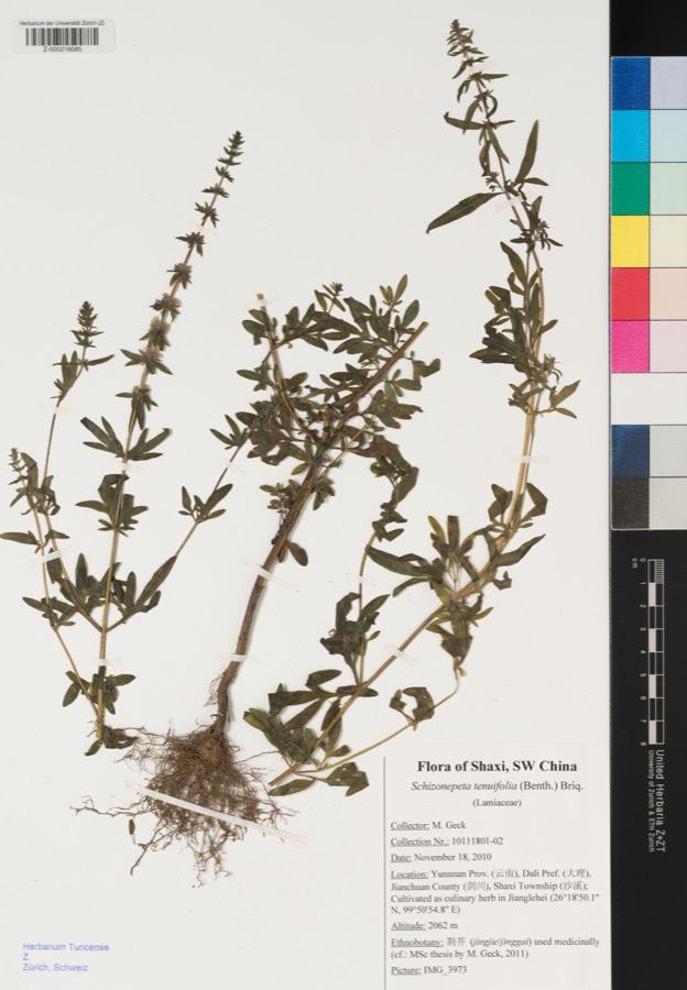 Ảnh minh hoạ Kinh Giới (Schizonepeta tenuifolia) 4