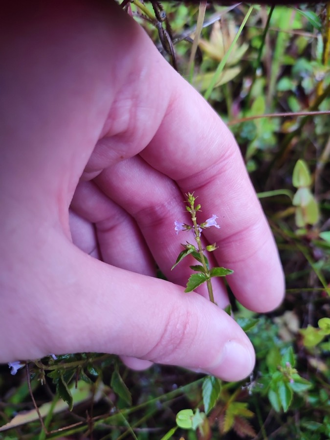 Ảnh minh hoạ Kinh Giới Núi (Mosla dianthera) 4
