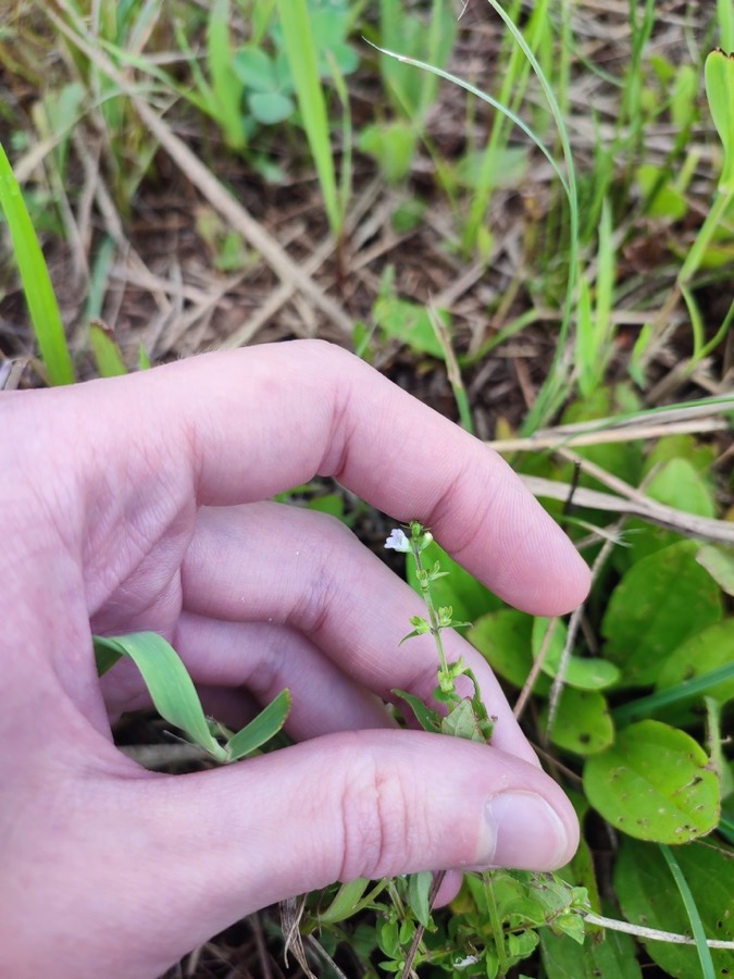 Ảnh minh hoạ Kinh Giới Núi (Mosla dianthera) 5