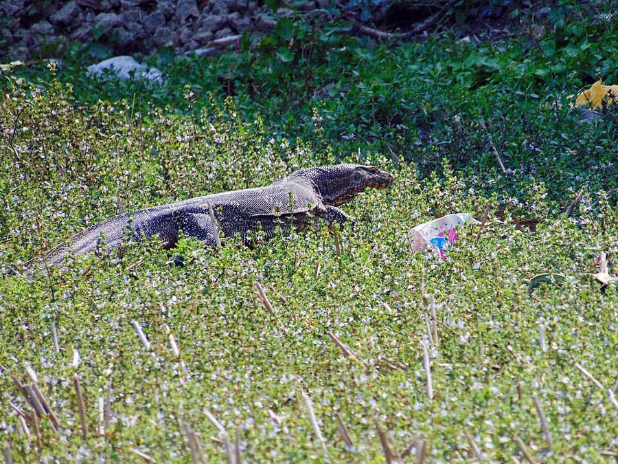 Ảnh minh hoạ Kỳ Đà (Varanus salvator) 5