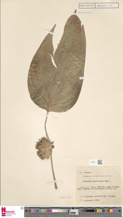 Ảnh minh hoạ Lá Dong (Phrynium parviflorum) 4