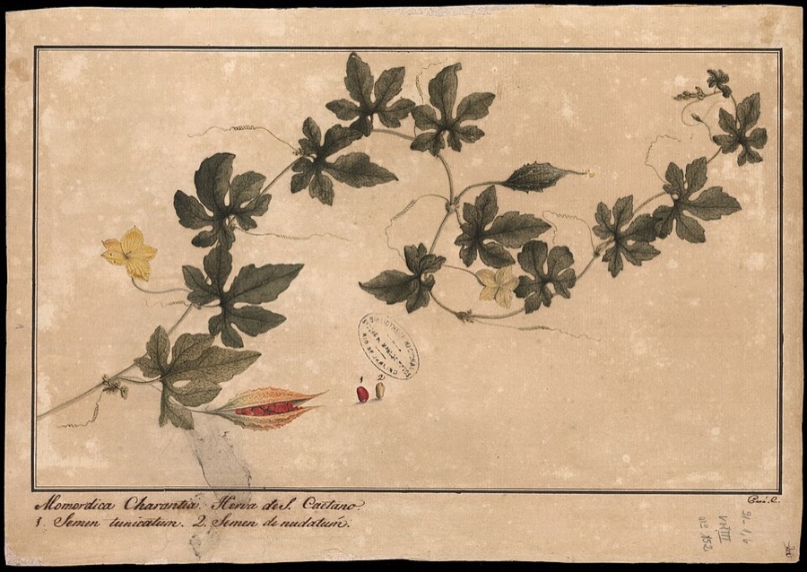 Ảnh minh hoạ La Hán Quả (Momordica grosvenori) 2