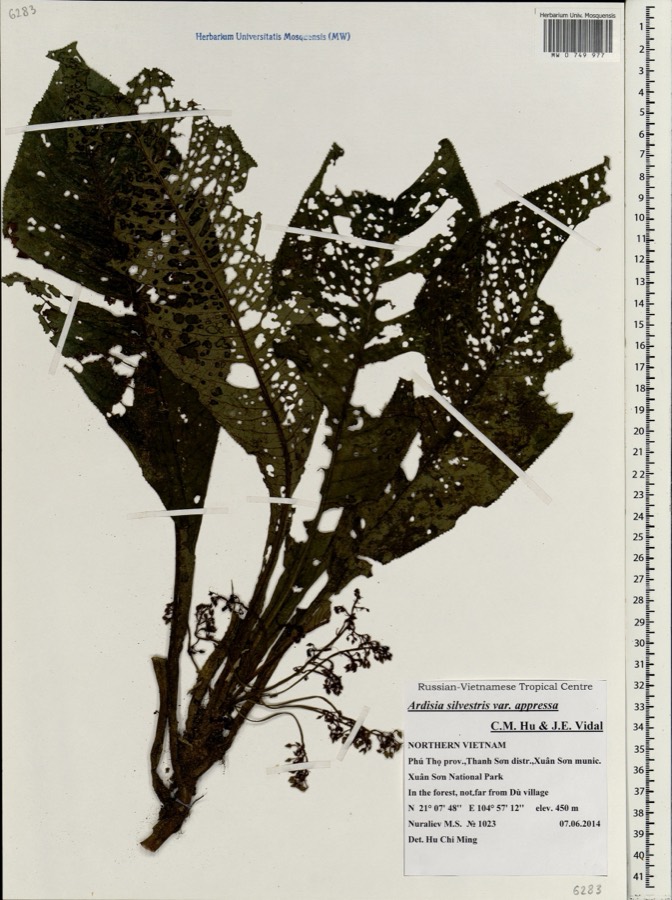 Ảnh minh hoạ Lá Khôi (Ardisia silvestris) 4