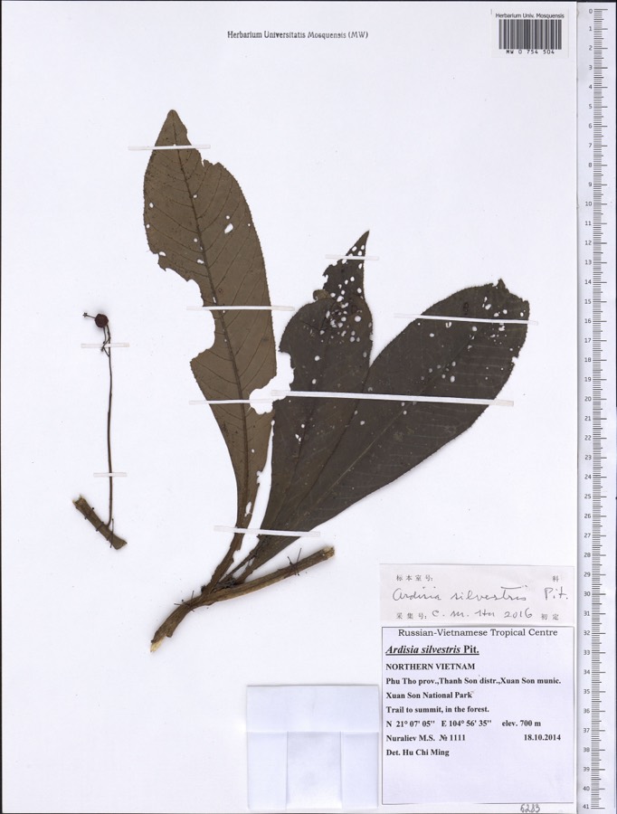Ảnh minh hoạ Lá Khôi (Ardisia silvestris) 5
