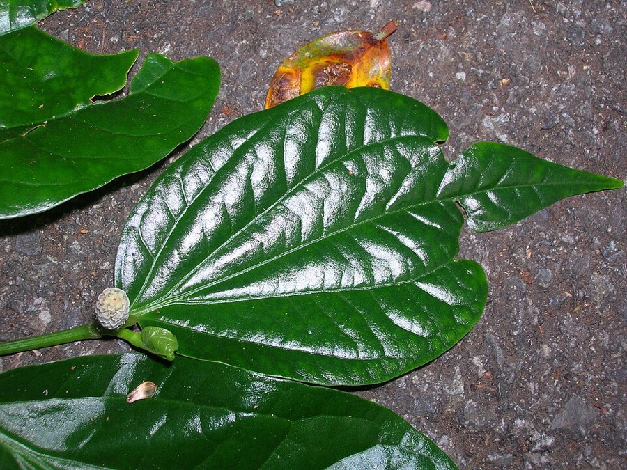 Ảnh minh hoạ Lá Lốt (Piper lolot) 4