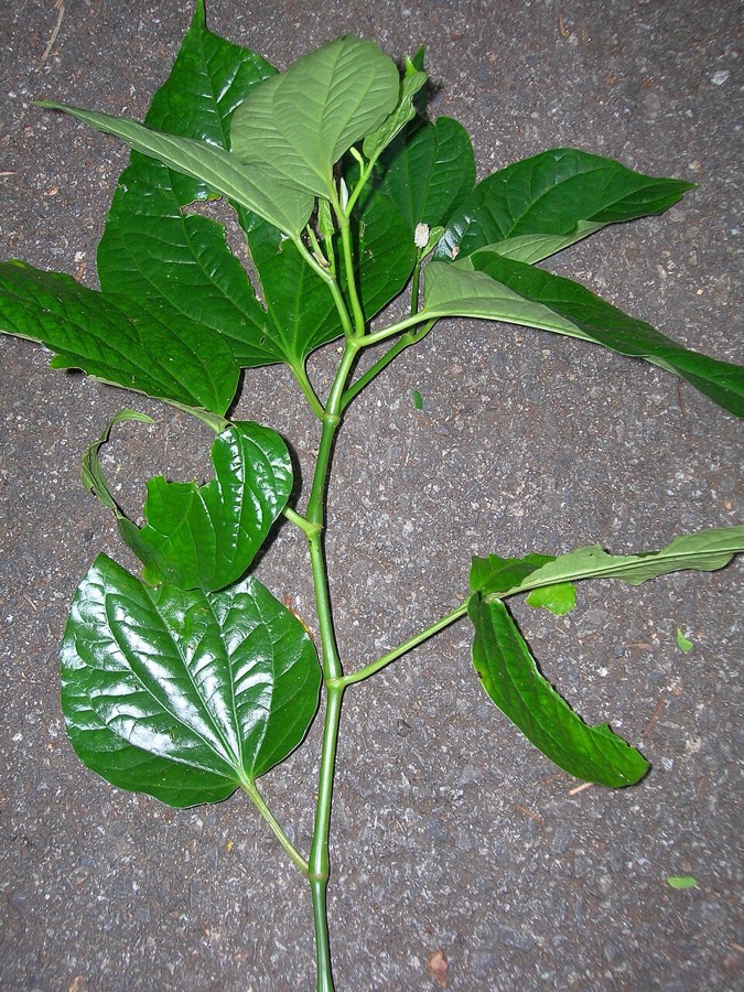 Ảnh minh hoạ Lá Lốt (Piper lolot) 5