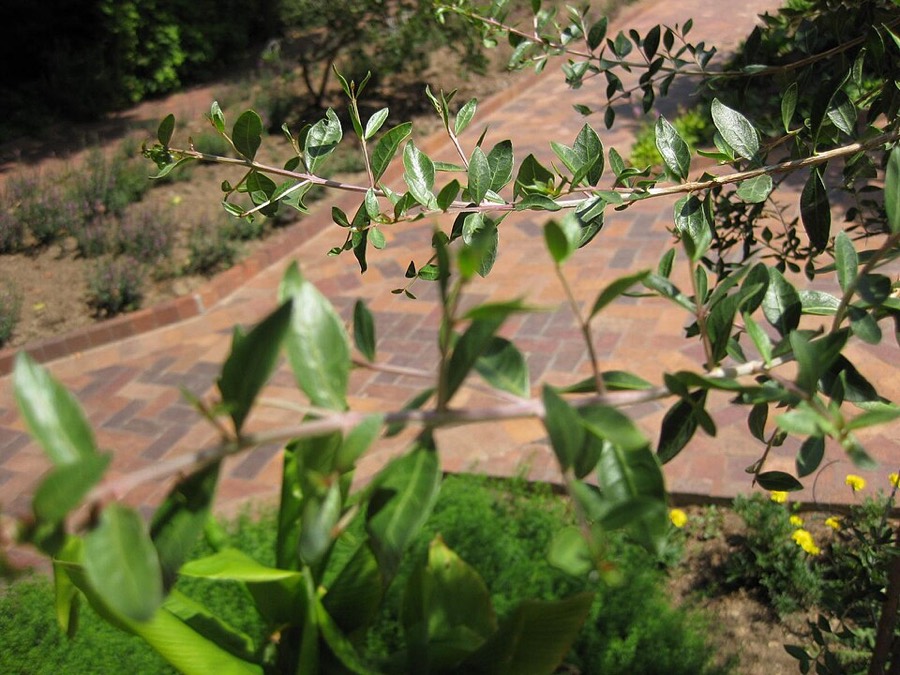 Ảnh minh hoạ Lá Móng Tay (Lawsonia inermis) 4