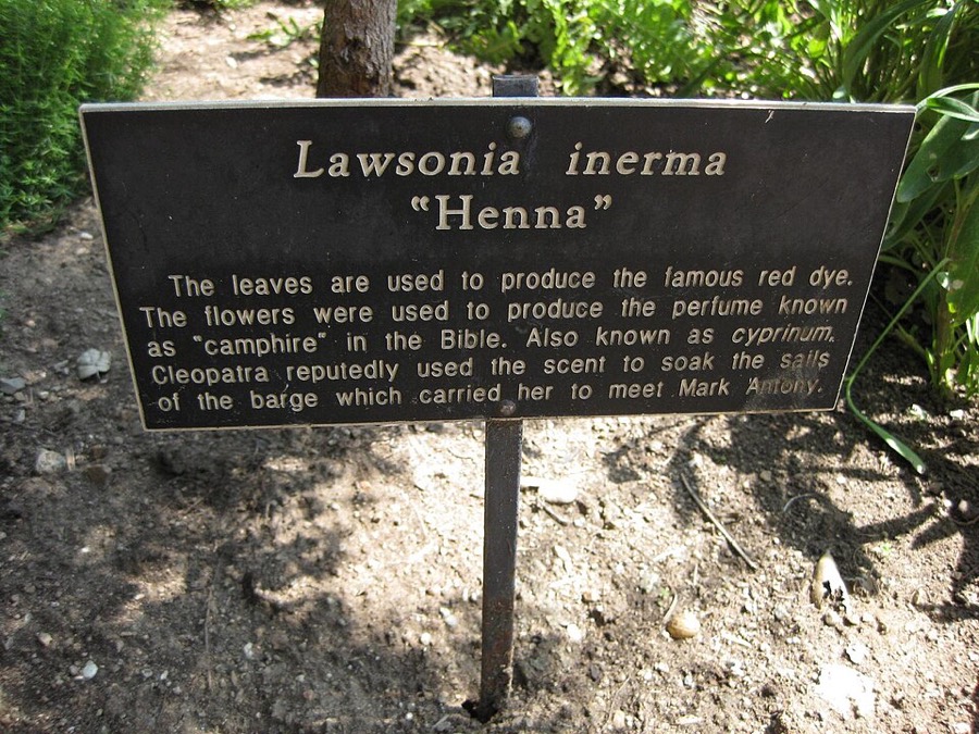 Ảnh minh hoạ Lá Móng Tay (Lawsonia inermis) 5