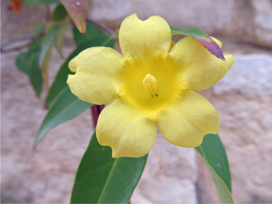 Ảnh minh hoạ Lá Ngón (Gelsemium elegans) 2