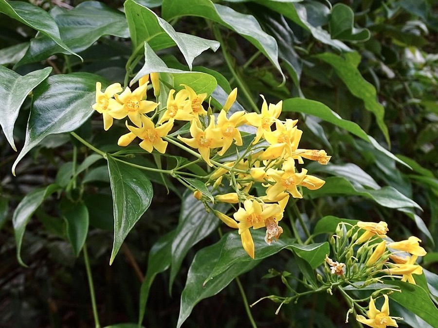 Ảnh minh hoạ Lá Ngón (Gelsemium elegans) 3