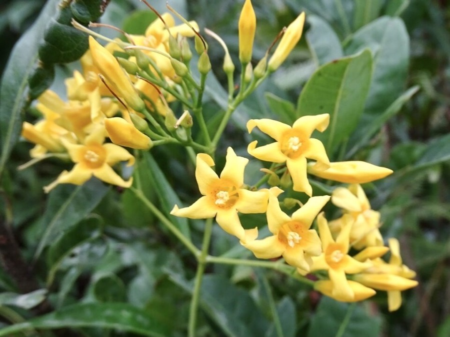 Ảnh minh hoạ Lá Ngón (Gelsemium elegans) 4