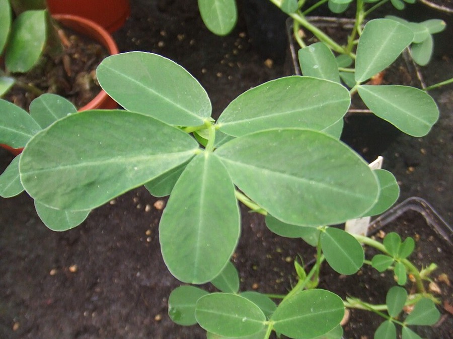 Ảnh minh hoạ Lạc (Arachis hypogaea) 1