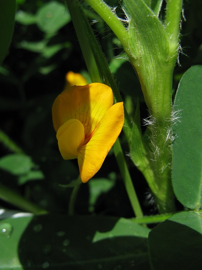 Ảnh minh hoạ Lạc (Arachis hypogaea) 2