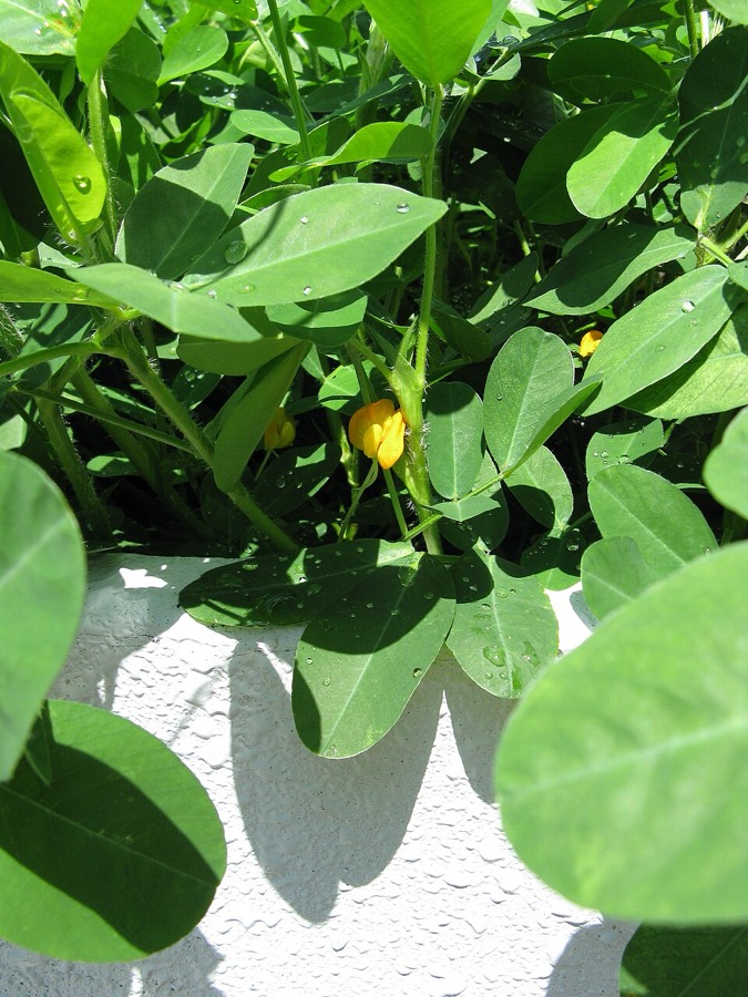 Ảnh minh hoạ Lạc (Arachis hypogaea) 3