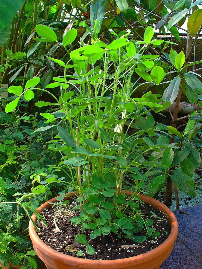 Ảnh minh hoạ Lạc (Arachis hypogaea) 4