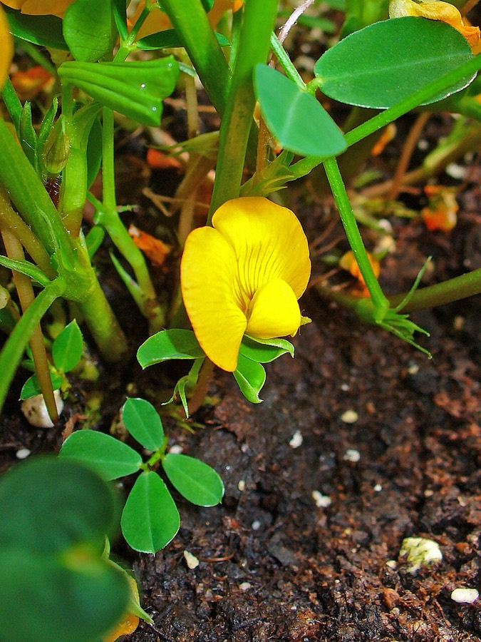 Ảnh minh hoạ Lạc (Arachis hypogaea) 5