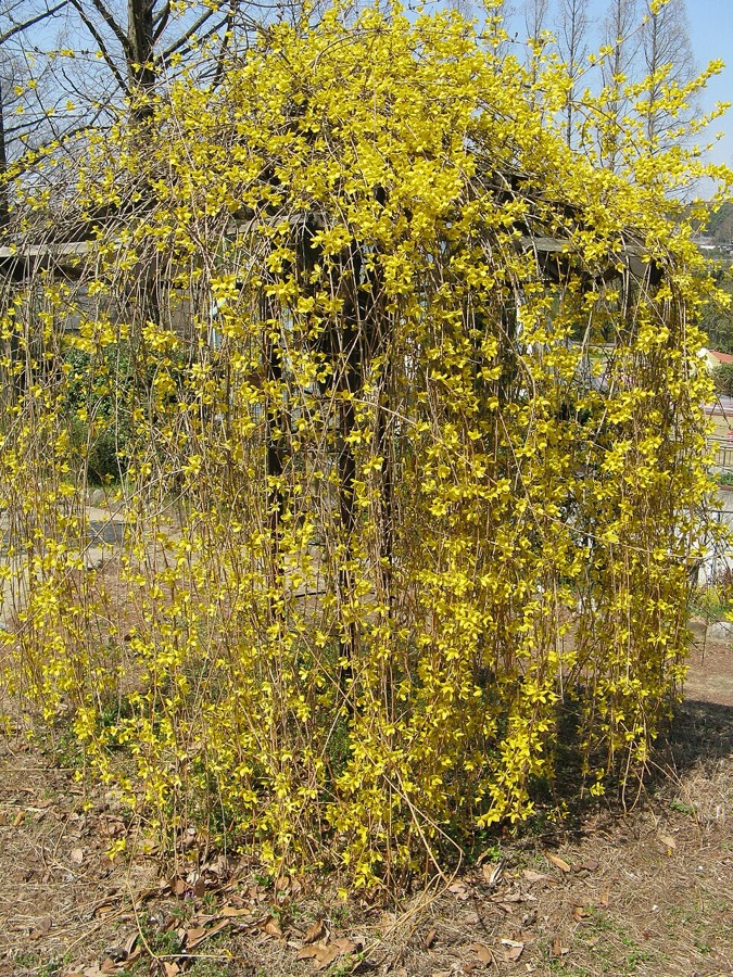 Ảnh minh hoạ Liên Kiều (Forsythia suspensa) 4
