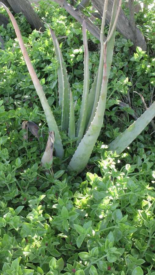 Ảnh minh hoạ Lô Hội (Aloe vera) 1
