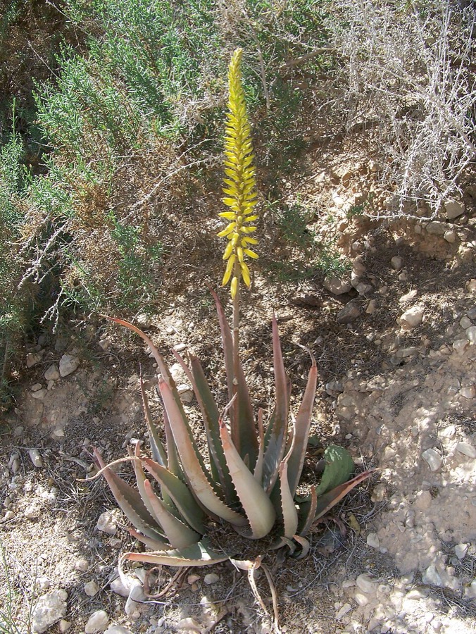 Ảnh minh hoạ Lô Hội (Aloe vera) 2