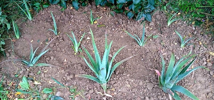 Ảnh minh hoạ Lô Hội (Aloe vera) 3