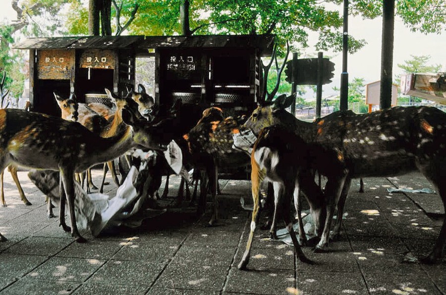 Ảnh minh hoạ Lộc Nhung (Velvet antler) 3