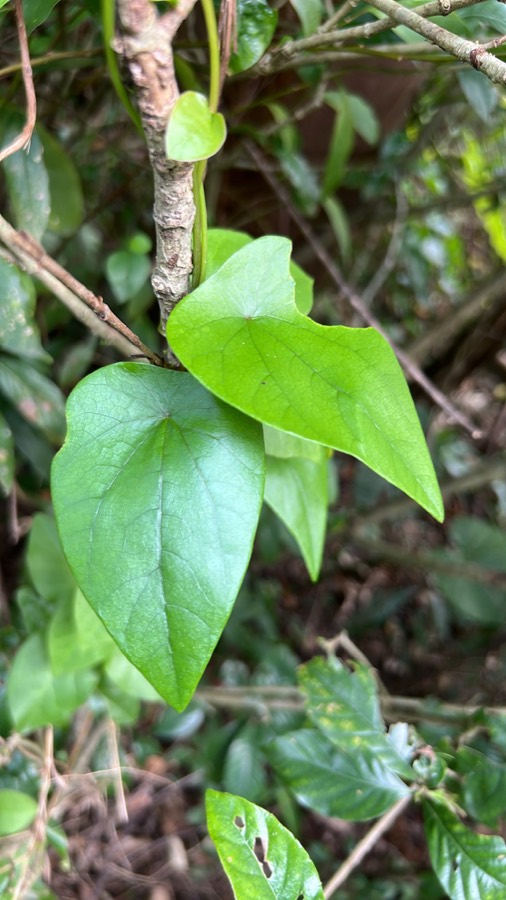 Ảnh minh hoạ Lõi Tiền (Stephania longa) 5
