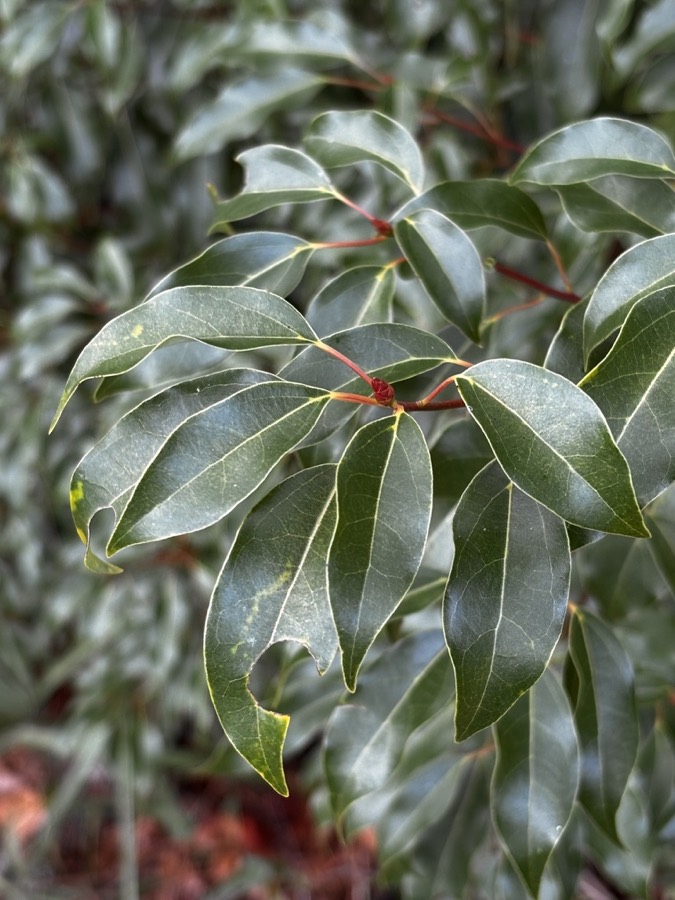 Ảnh minh hoạ Long Não (Cinnamomum camphora) 4