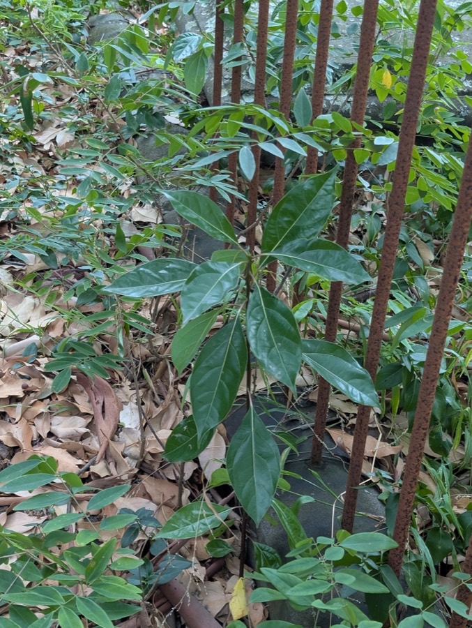 Ảnh minh hoạ Long Não (Cinnamomum camphora) 5