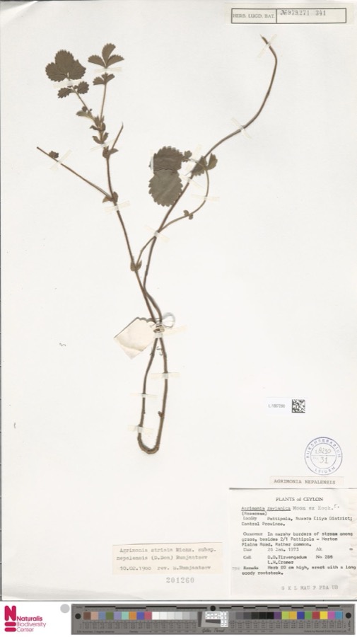 Ảnh minh hoạ Long Nha Thảo (Agrimonia nepalensis) 4