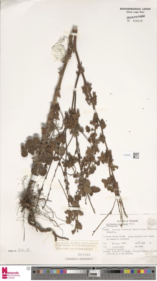 Ảnh minh hoạ Long Nha Thảo (Agrimonia nepalensis) 5