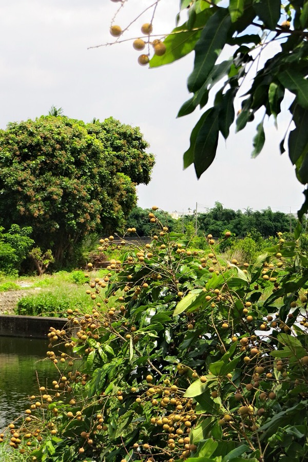 Ảnh minh hoạ Long Nhãn (Dimocarpus longan) 4