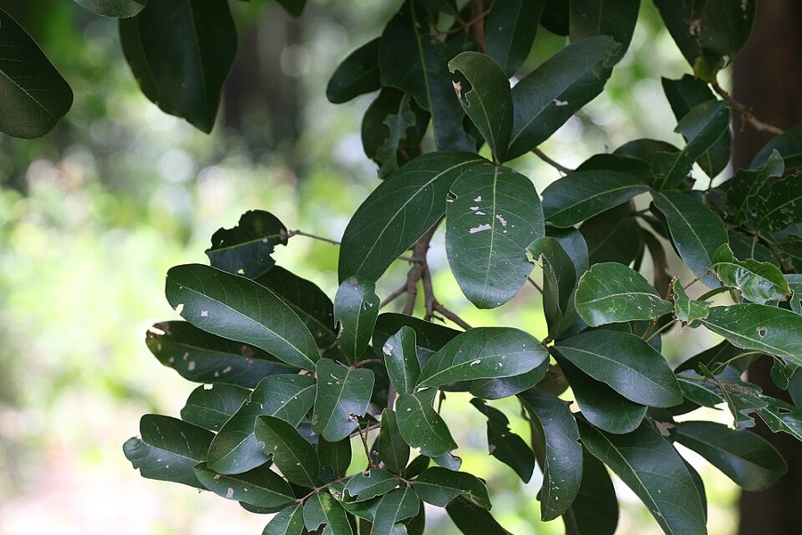Ảnh minh hoạ Long Nhãn (Dimocarpus longan) 5