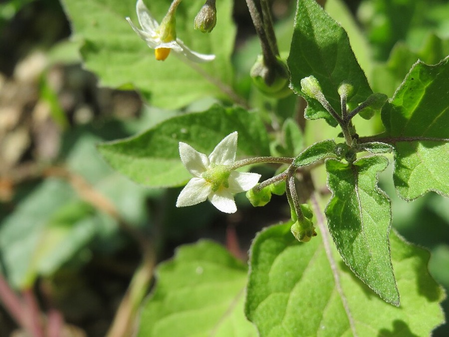 Ảnh minh hoạ Lu Lu Đực (Solanum nigrum) 4
