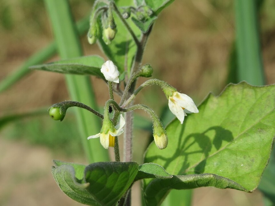 Ảnh minh hoạ Lu Lu Đực (Solanum nigrum) 5