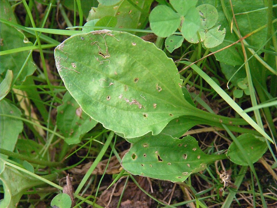 Ảnh minh hoạ Mã Đề (Plantago asiatica) 4