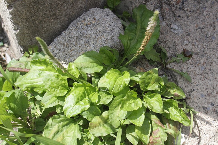 Ảnh minh hoạ Mã Đề (Plantago asiatica) 5