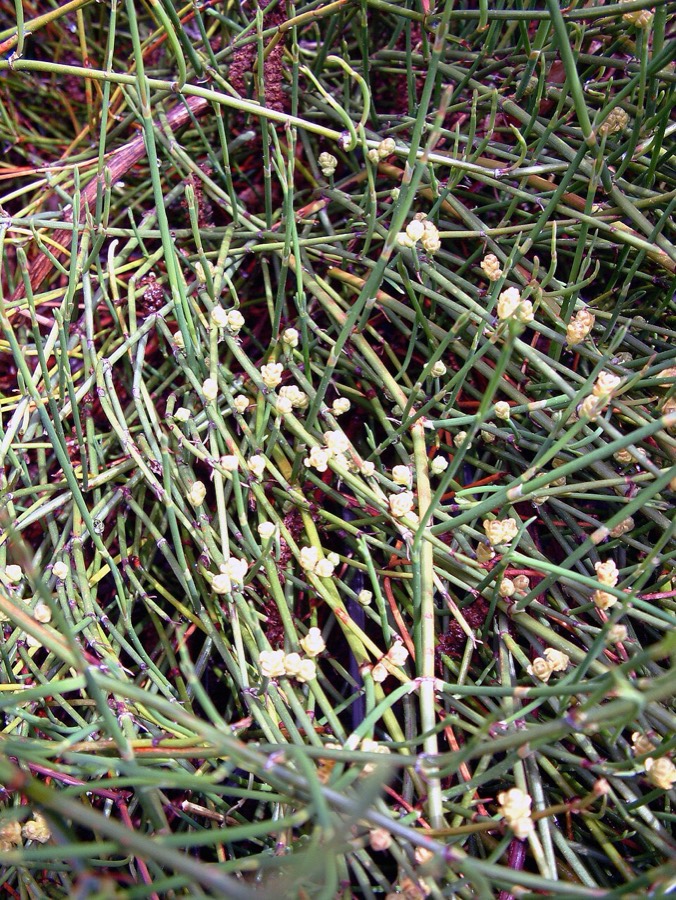 Ảnh minh hoạ Ma Hoàng (Ephedra sinica) 1