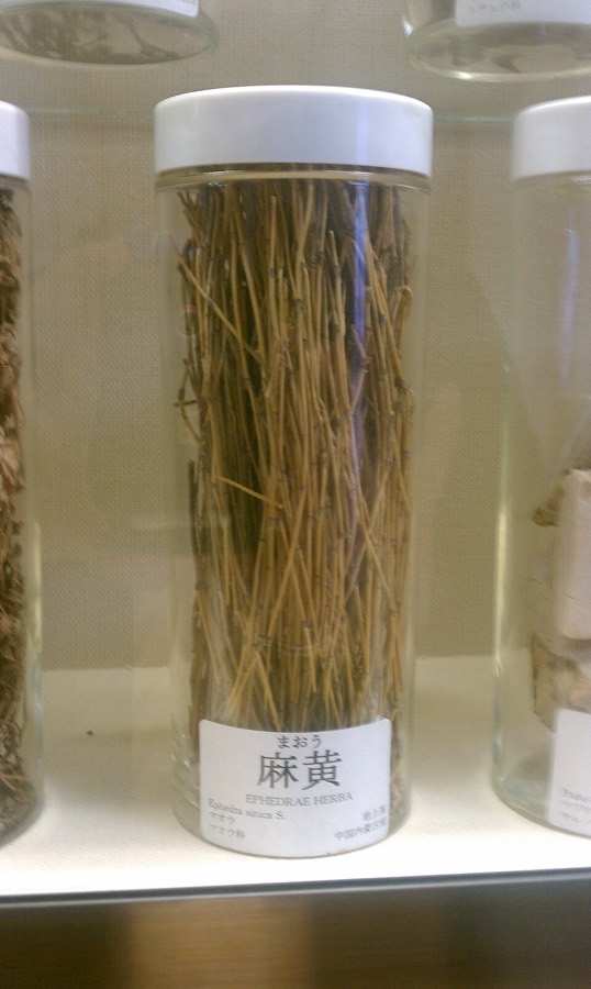 Ảnh minh hoạ Ma Hoàng (Ephedra sinica) 2