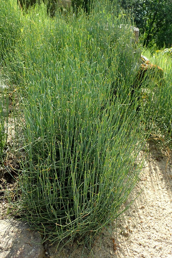 Ảnh minh hoạ Ma Hoàng (Ephedra sinica) 4