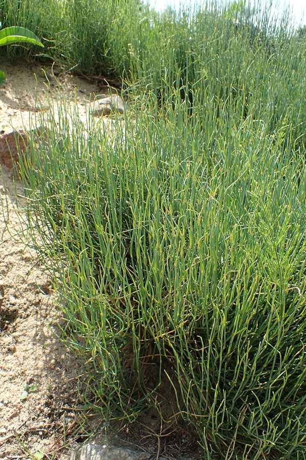 Ảnh minh hoạ Ma Hoàng (Ephedra sinica) 5