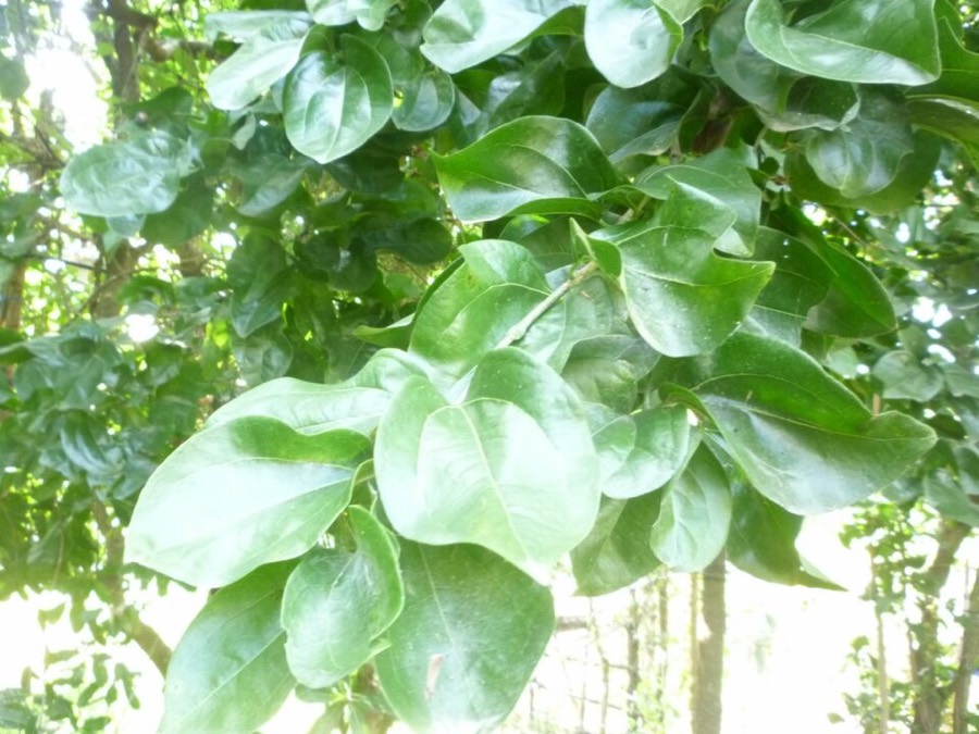 Ảnh minh hoạ Mã Tiền (Strychnos nux-vomica) 4