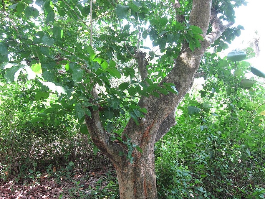 Ảnh minh hoạ Mã Tiền (Strychnos nux-vomica) 5