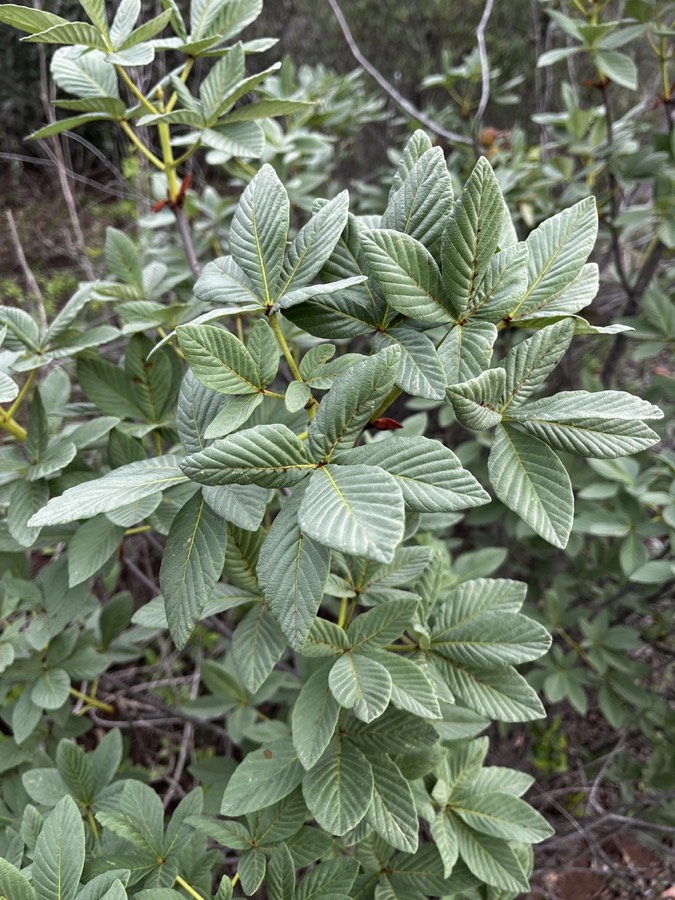 Ảnh minh hoạ Mắc Ken (Aesculus sinensis) 4