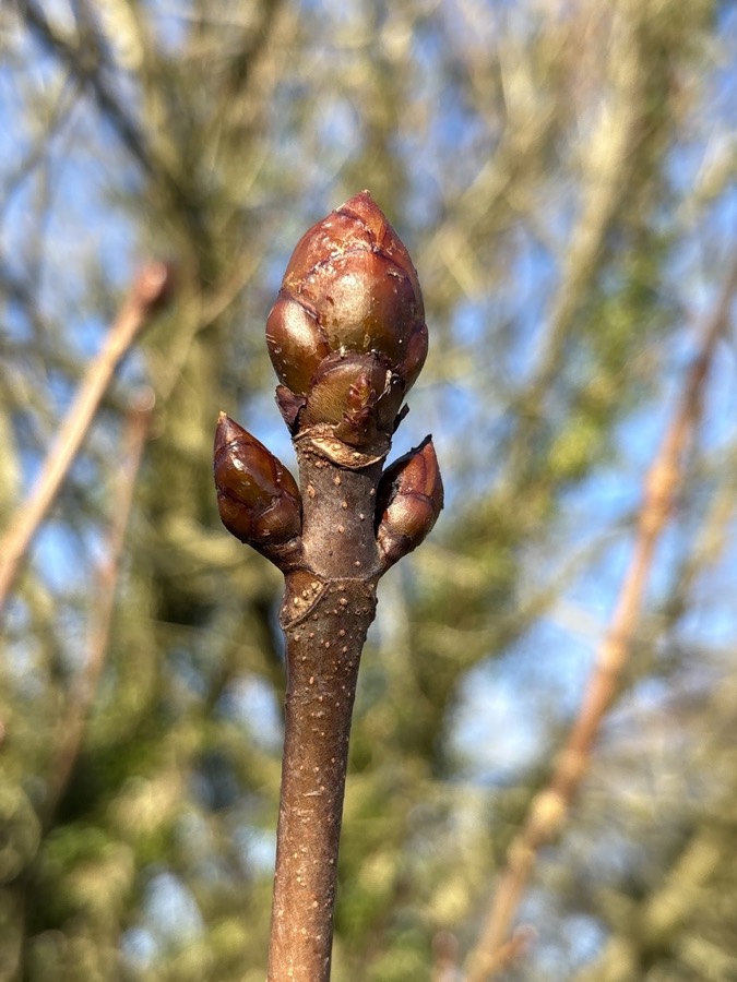 Ảnh minh hoạ Mắc Ken (Aesculus sinensis) 5