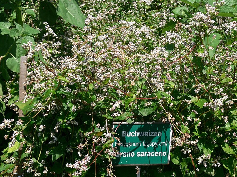 Ảnh minh hoạ Mạch Ba Góc (Fagopyrum esculentum) 1